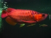 quality-arowana-fishes-of-all-kinds-e-g-Asian-red-Super-red-RTG-Chilli-red-silvers-etc-for-sale